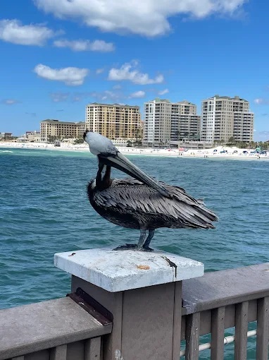 Clearwater Beach-Clearwater