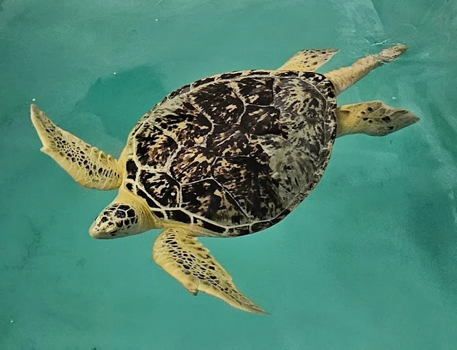 Clearwater Marine Aquarium