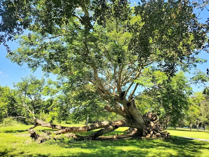 Harbor Palms Nature Park