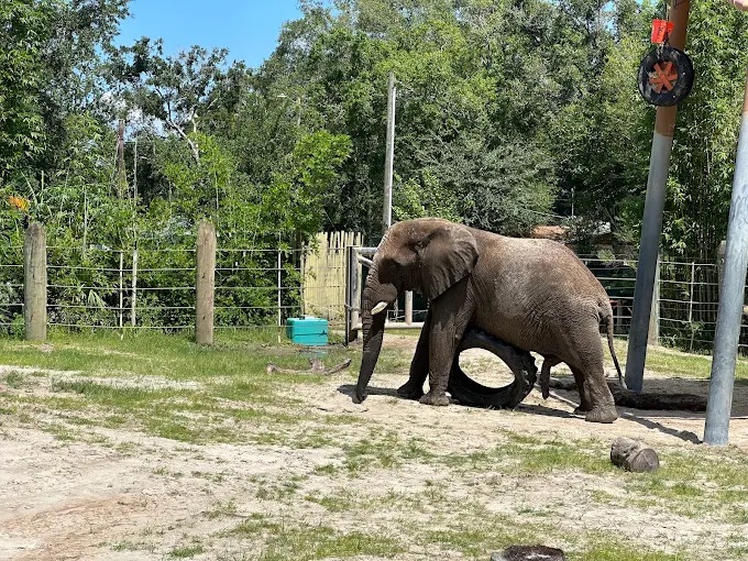 ZooTampa at Lowry Park